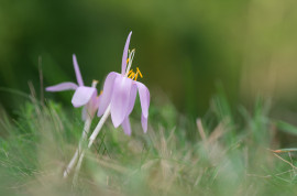 Királyréten (Duna-Ipoly Nemzeti Park)