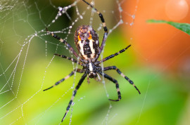 Olaszliszkán hajnalban